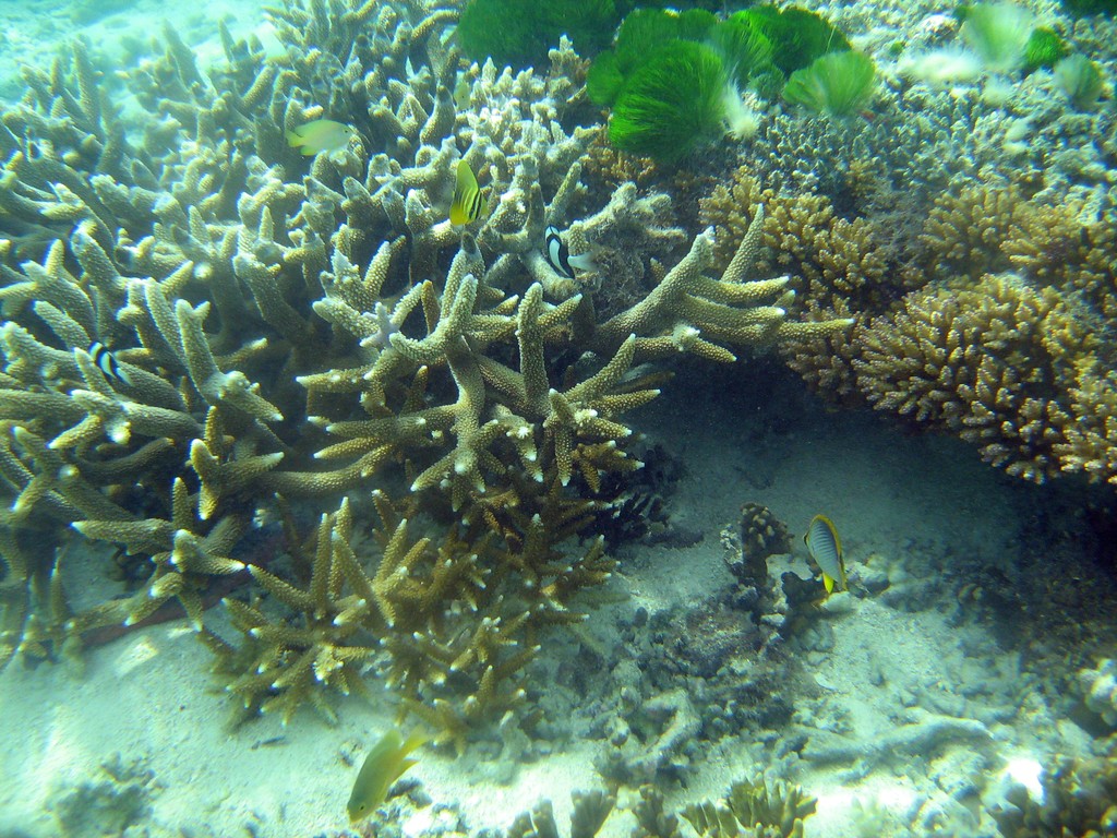 Reef & Marine Life